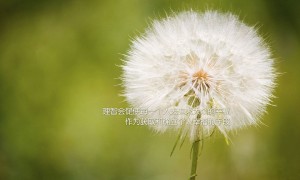 保衛(wèi)蘿卜4法老歸來(lái)108關(guān)怎么過(guò) 第108關(guān)通關(guān)攻略