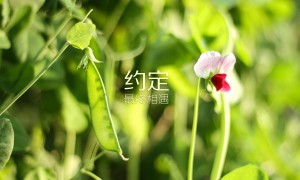 吉祥鼠哪個品牌好？品牌吉祥鼠推薦