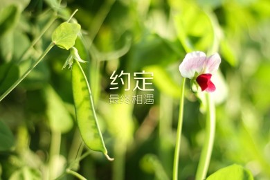 阿塞甲:明蓋恰韋爾vs米爾姆甘FK賽前分析