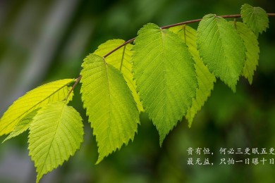 如何治療銀屑病？